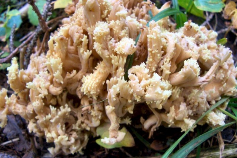 Ancora 2 funghi - Trentino